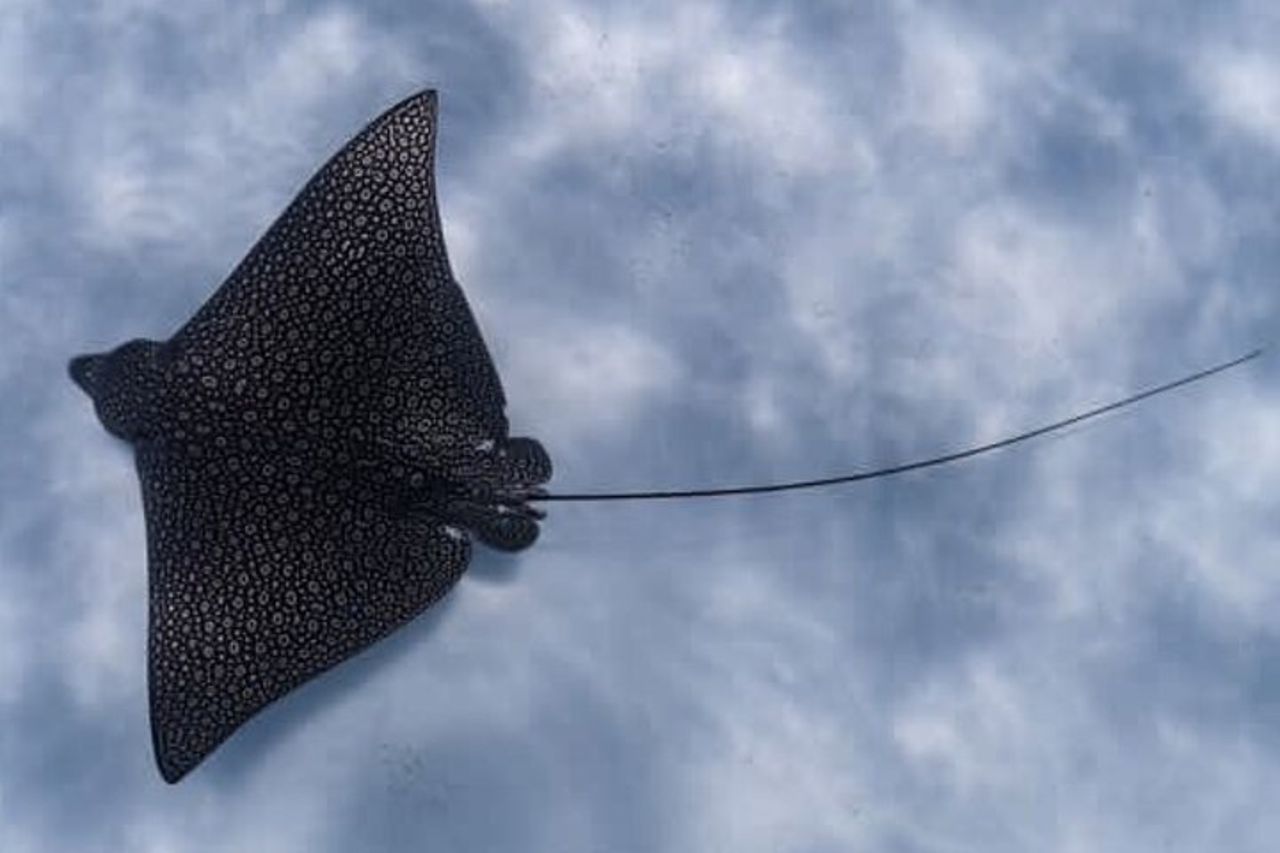 Un tour di aquile di mare e tartarughe: piccoli gruppi e fotografia inclusi — 4
