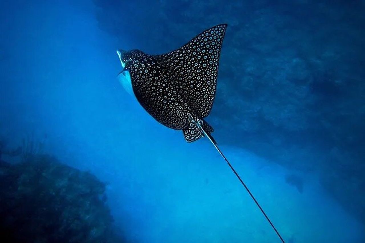 Un tour di aquile di mare e tartarughe: piccoli gruppi e fotografia inclusi