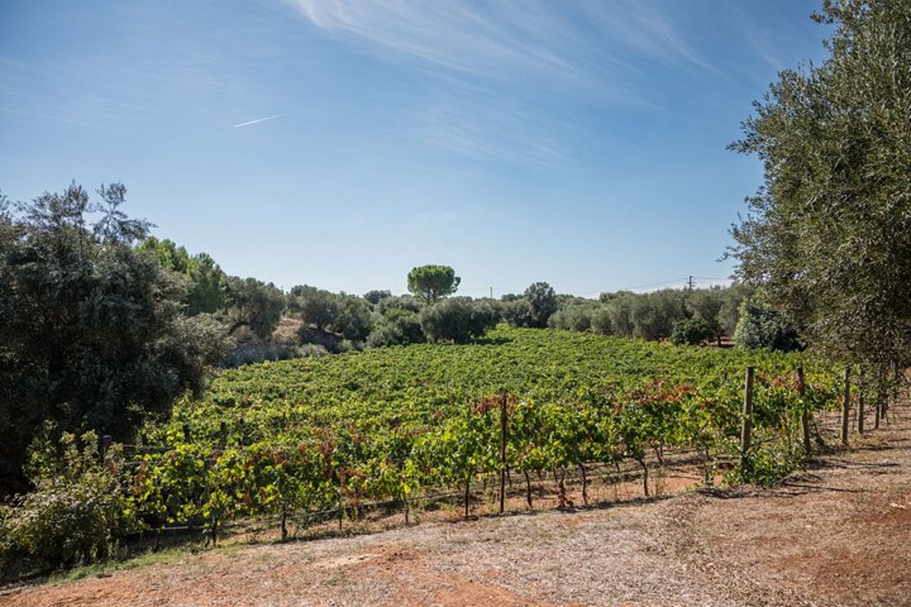 Ostuni DOC winetour e tasting. — 7