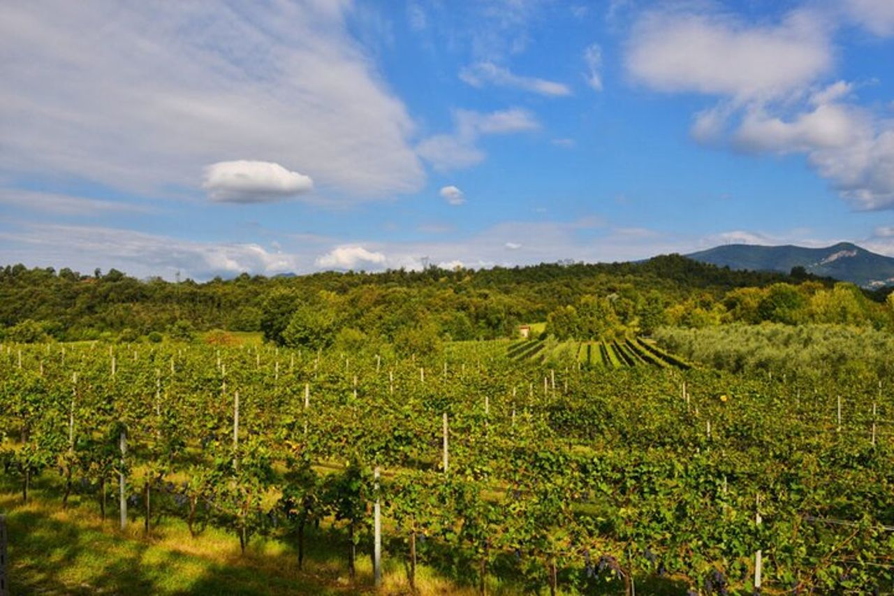Tour in E-Bike con degustazione vini da Polpenazze sul Lago di Garda — 8