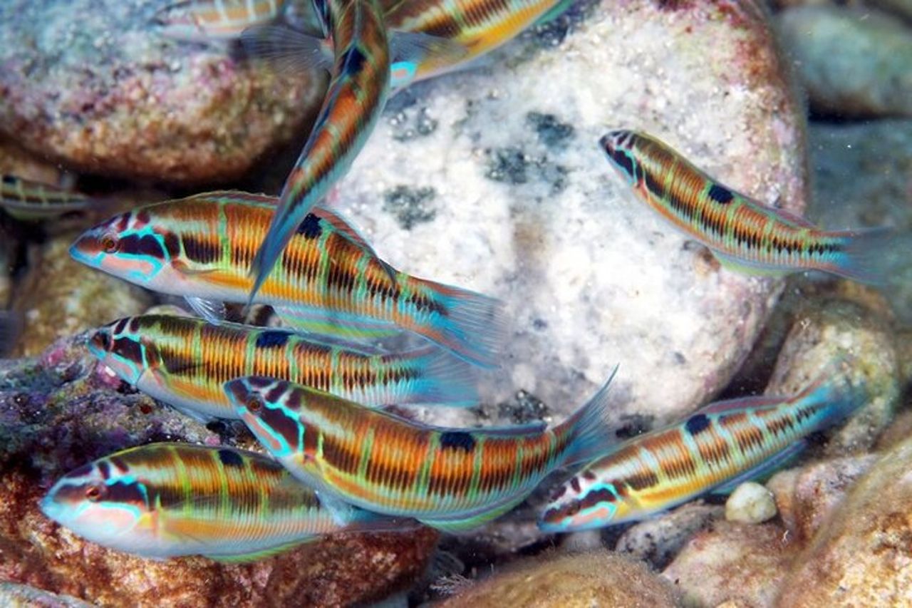 Snorkeling al Parco Marino dell'Isola Bella di Taormina — 4