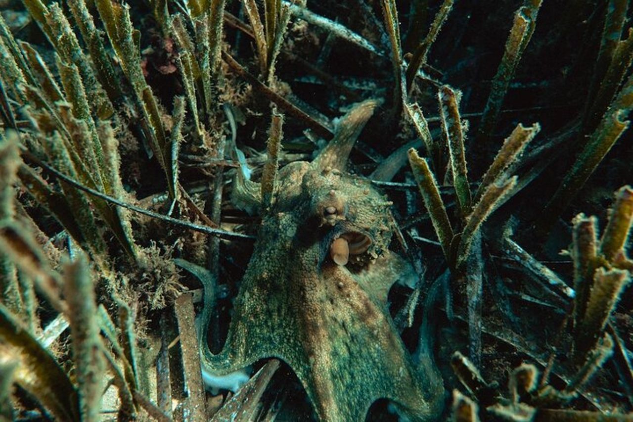 Eco snorkeling e Biologia Marina alle Cinque Terre — 3