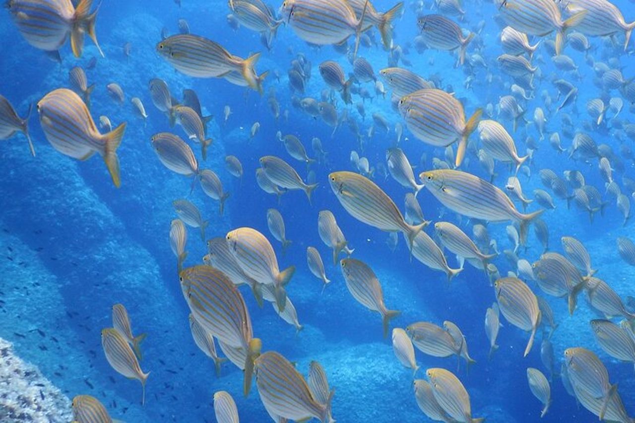 Eco snorkeling e Biologia Marina alle Cinque Terre — 4