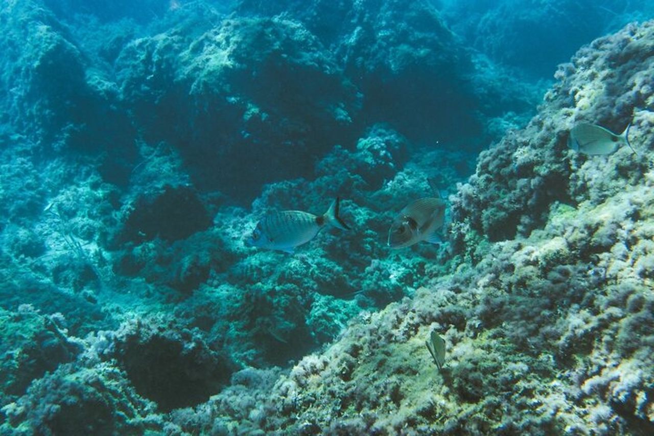 Eco snorkeling e Biologia Marina alle Cinque Terre — 5