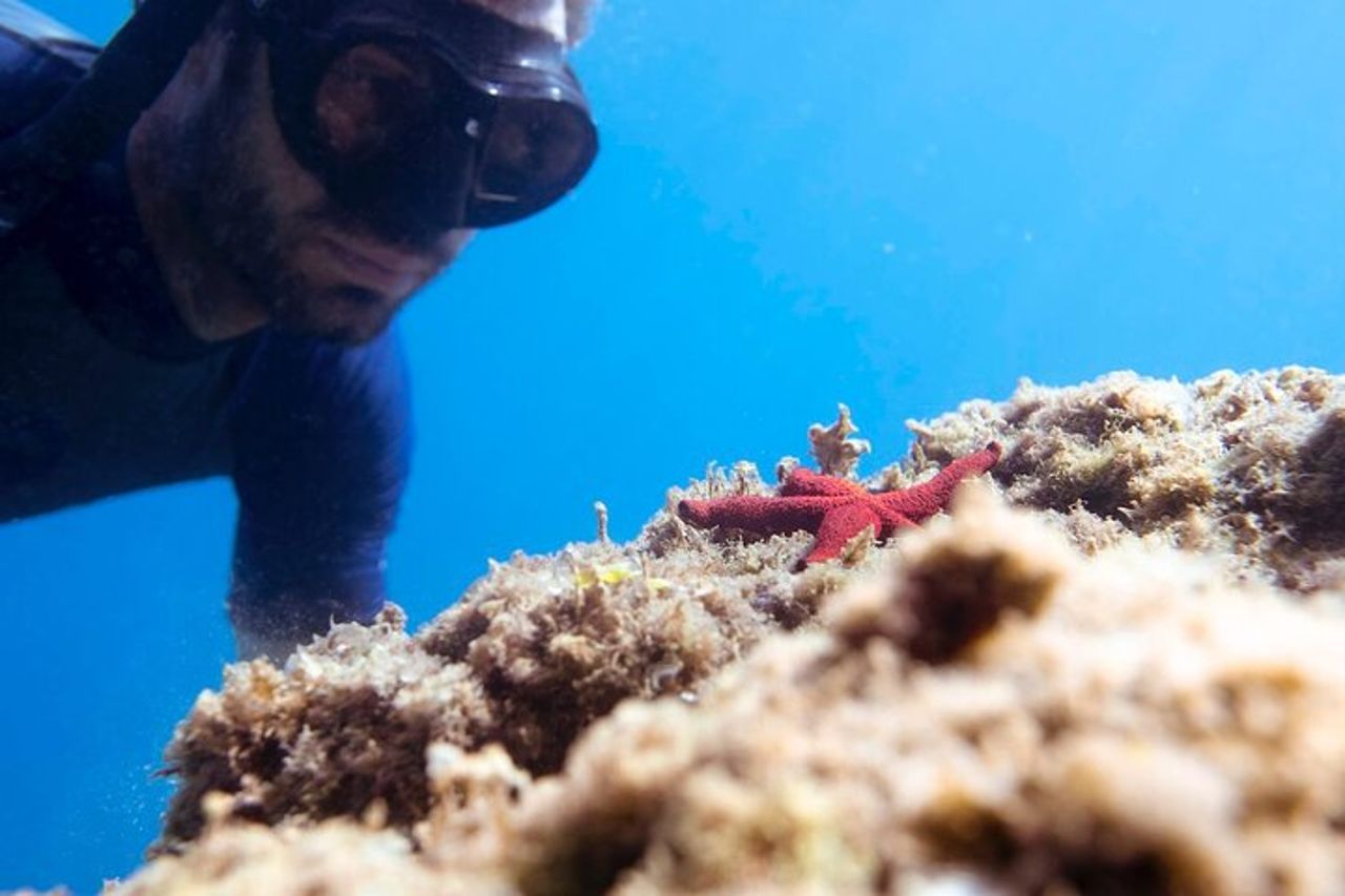 Eco snorkeling e Biologia Marina alle Cinque Terre