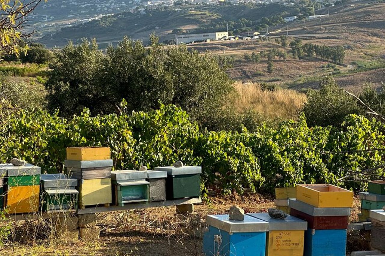 Degustazione di vino, olio e miele, da Alcamo e C/mmare Golfo — 8