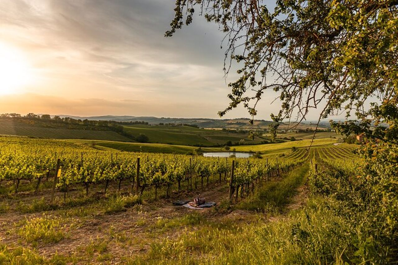 Picnic in vigna con Bottiglia di Brunello di Montalcino — 2