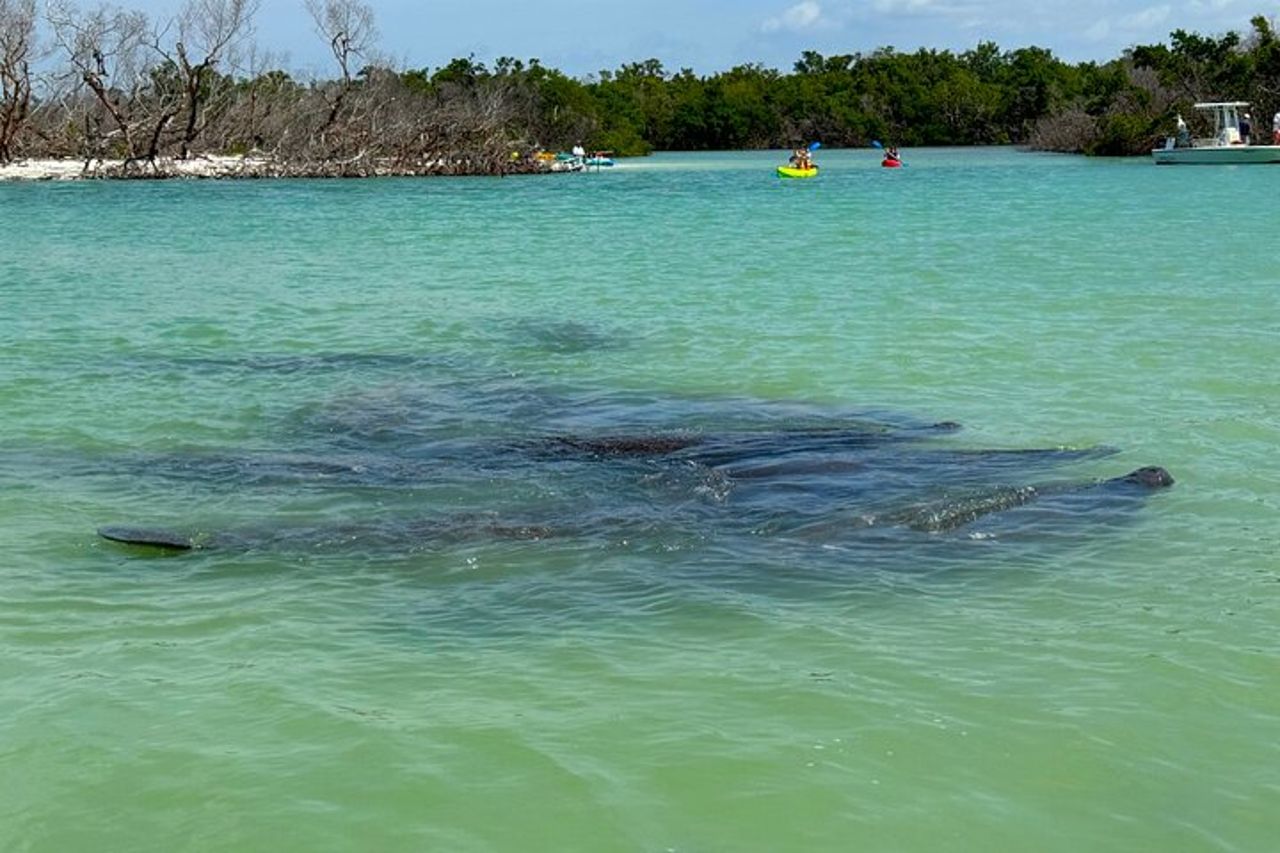 Attività di kayak e SUP guidata di un'ora per principianti — 3