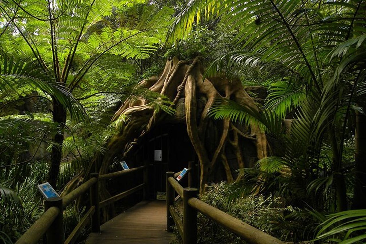 Deluxe Springbrook & Mt Tamborine Glow Worms e famoso Skywalk — 9