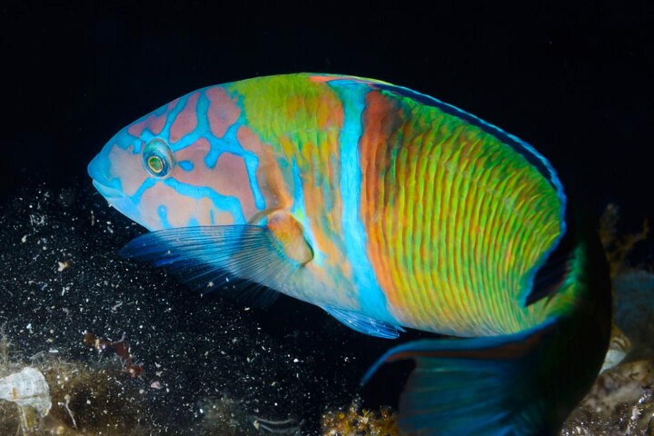 L'Estartit: Snorkeling alle Isole Medie — 6