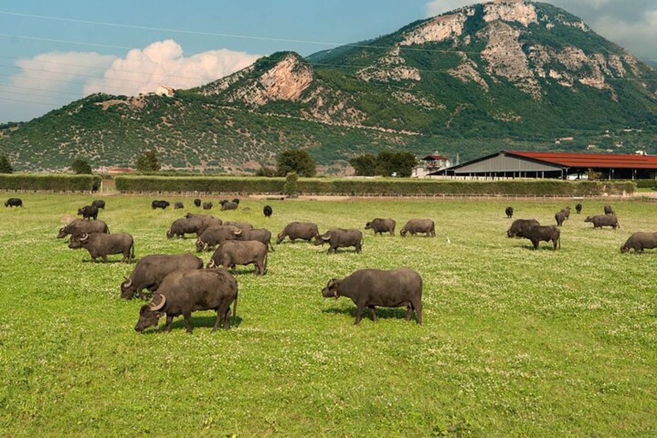 Tour Privato: Paestum, Visita guidata Mozzarella Bufala e pranzo — 5