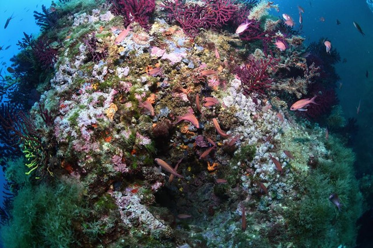 L'Estartit: Snorkeling alle Isole Medie — 8