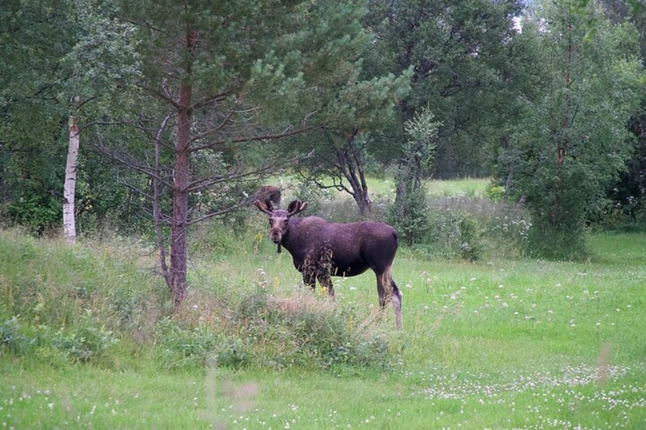 Moose Safari Bodo, Norvegia, incontra il più grande animale terrestre d'Europa — 3