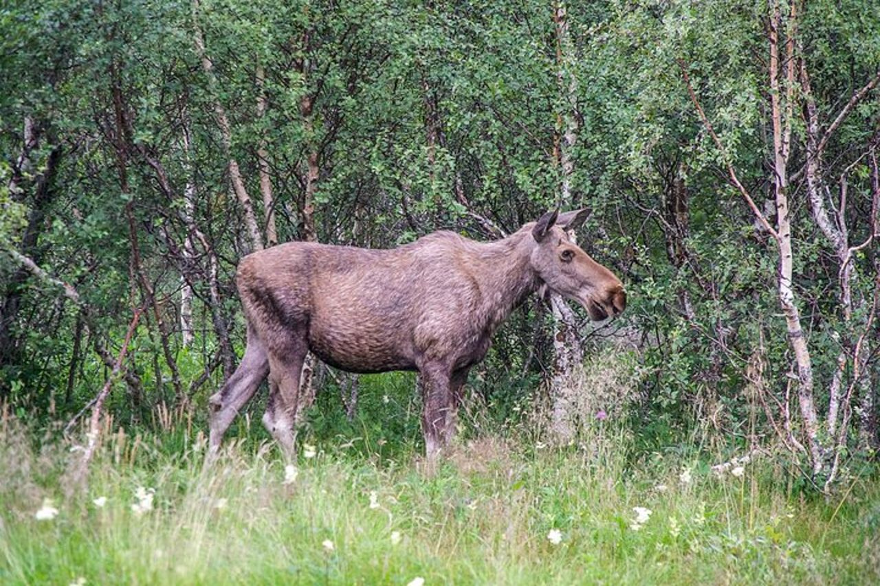 Moose Safari Bodo, Norvegia, incontra il più grande animale terrestre d'Europa — 4