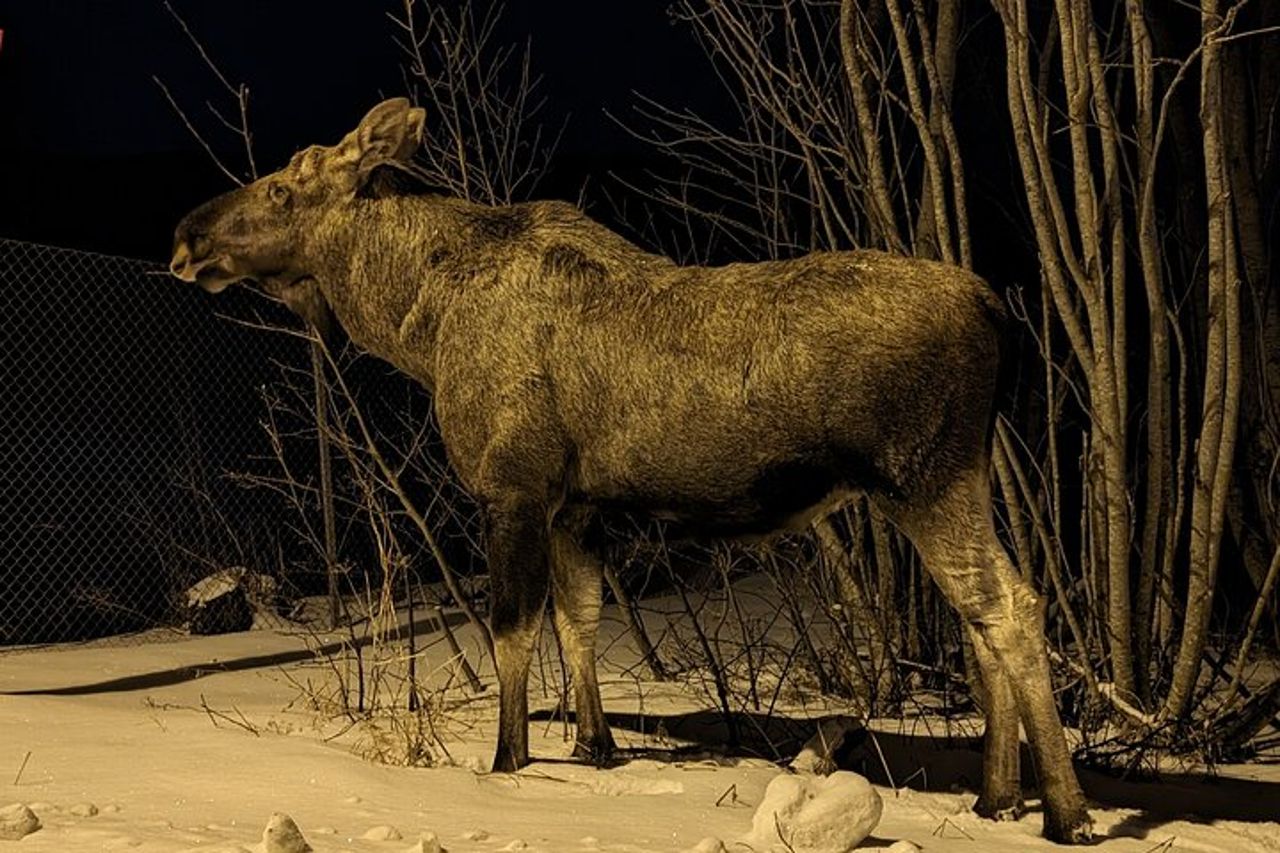 Moose Safari Bodo, Norvegia, incontra il più grande animale terrestre d'Europa — 5