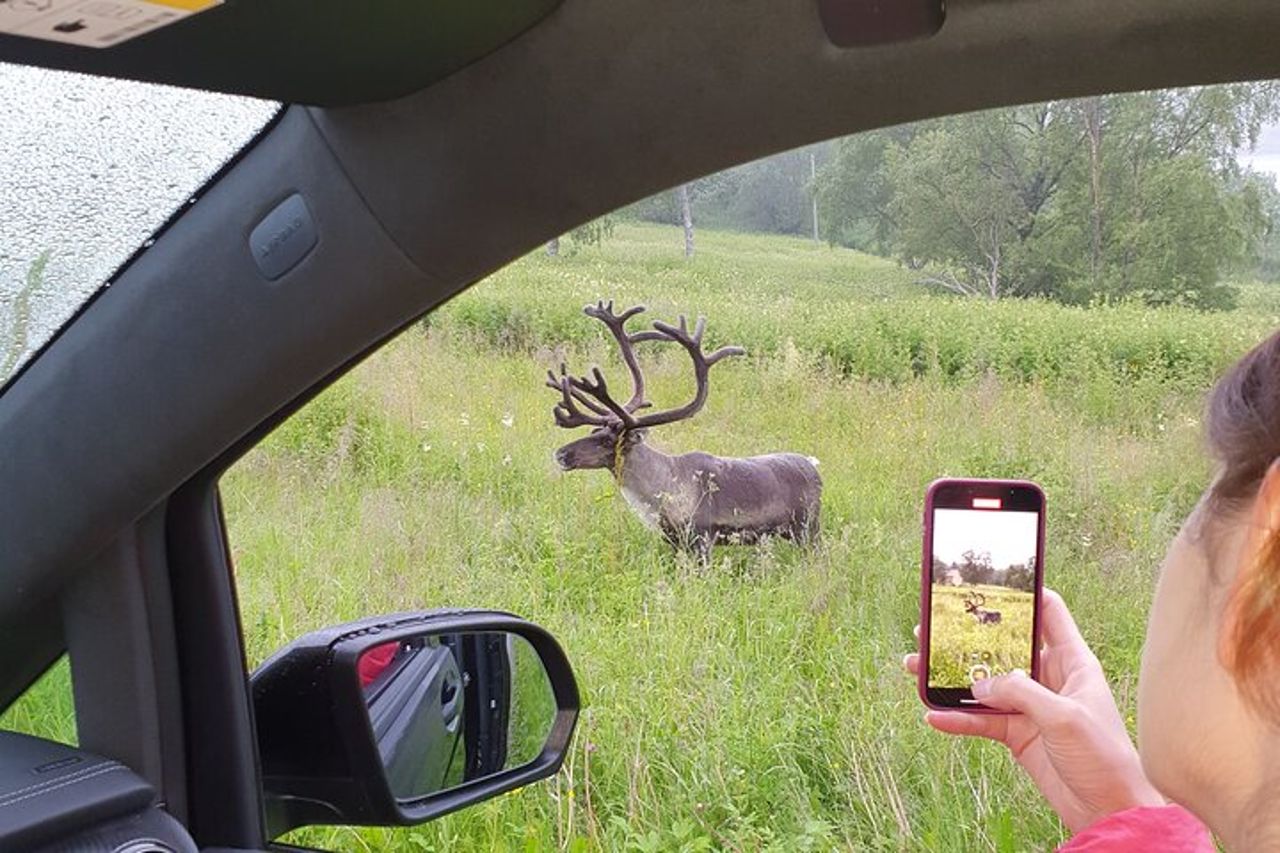 Moose Safari Bodo, Norvegia, incontra il più grande animale terrestre d'Europa — 7