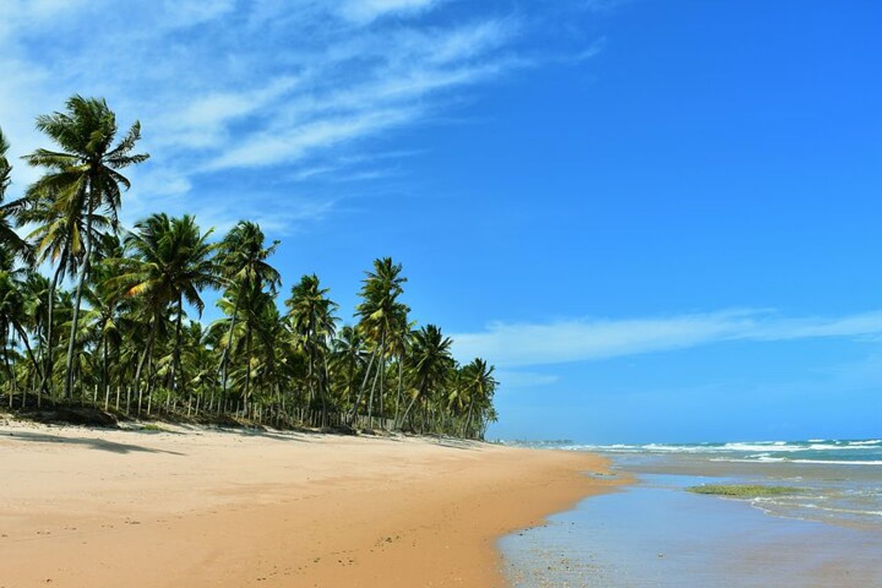 Tour di un'intera giornata in spiaggia da Salvador a Praia do Forte — 2