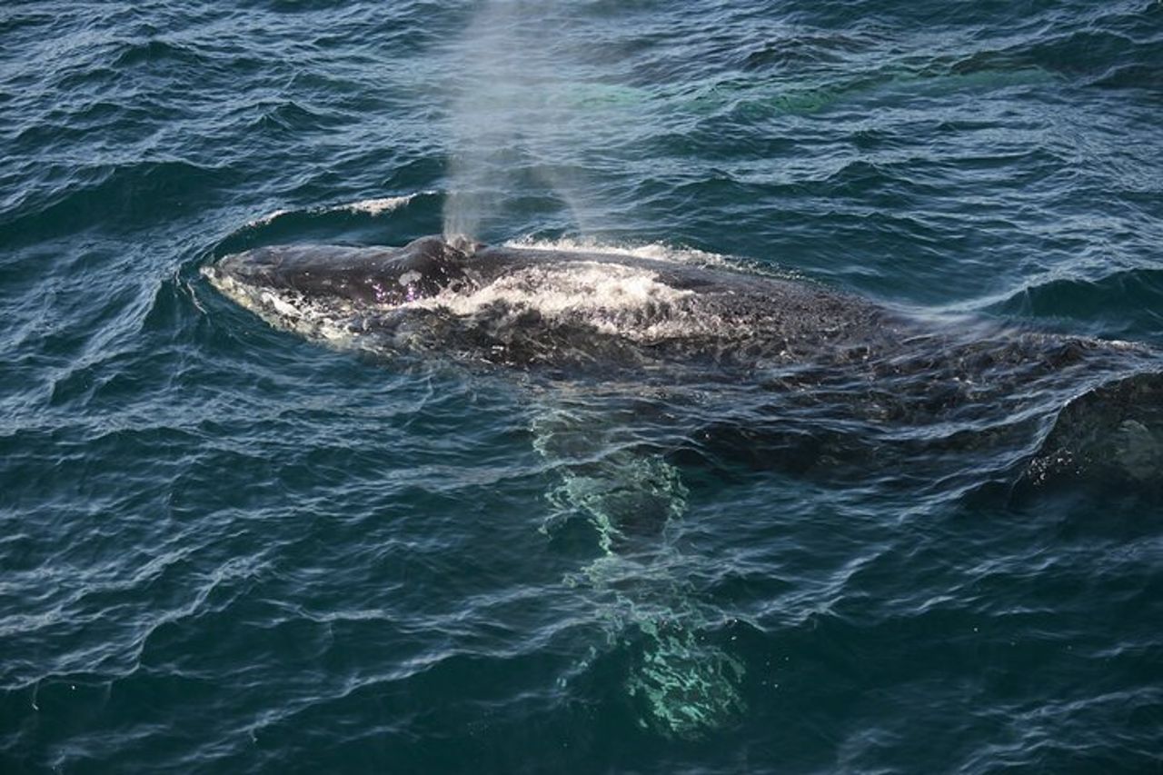 Osservazione delle balene a Sydney