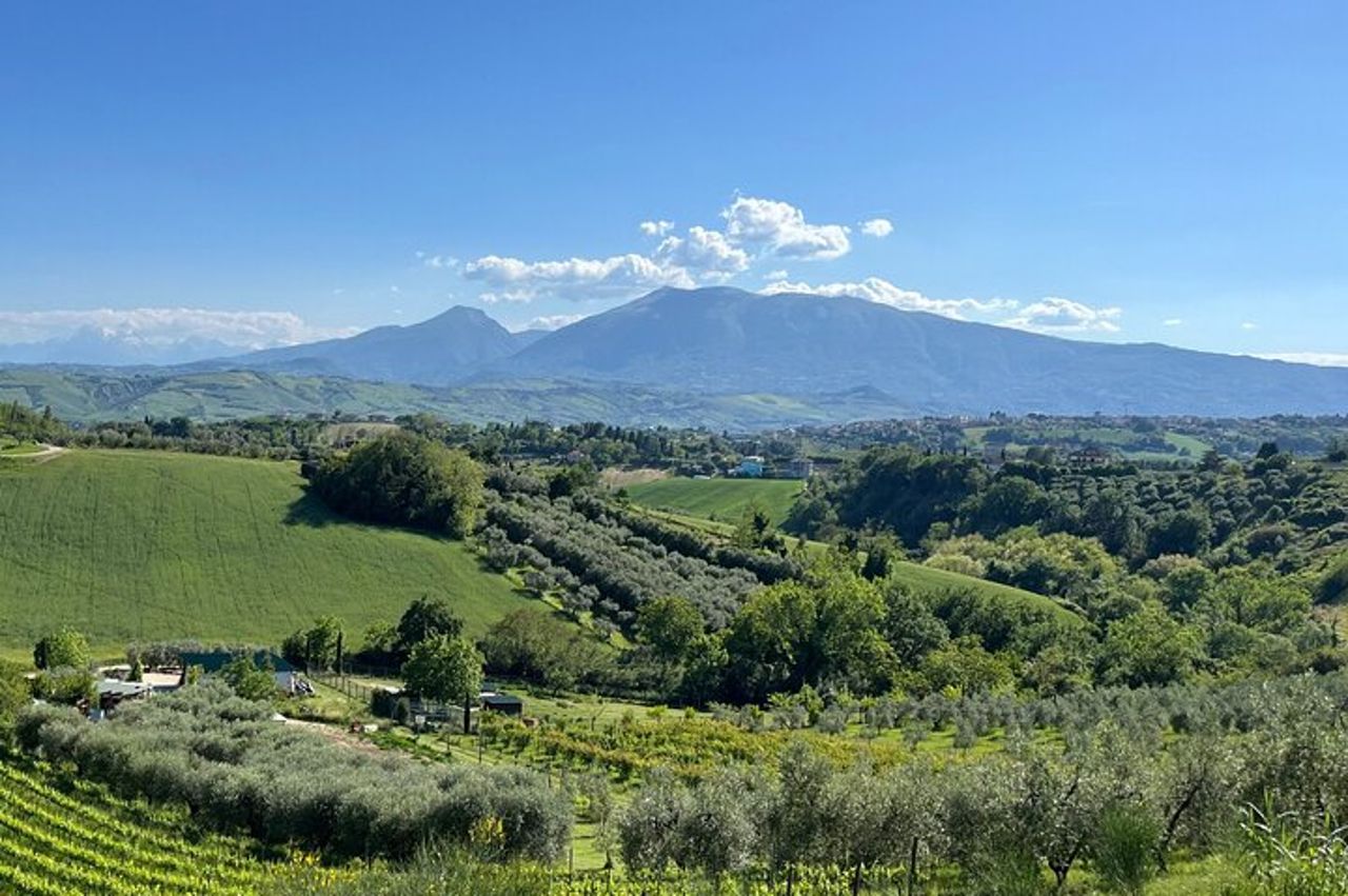 Ascoli Piceno Marche Degustazione privata di olio d'oliva e vino — 3