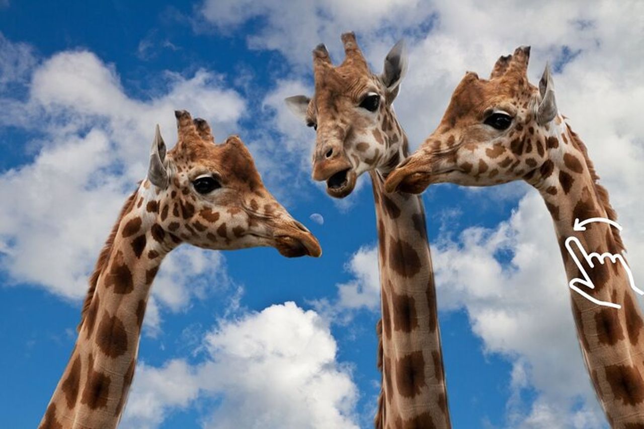 Cracovia: zoo con trasferimento in hotel — 9