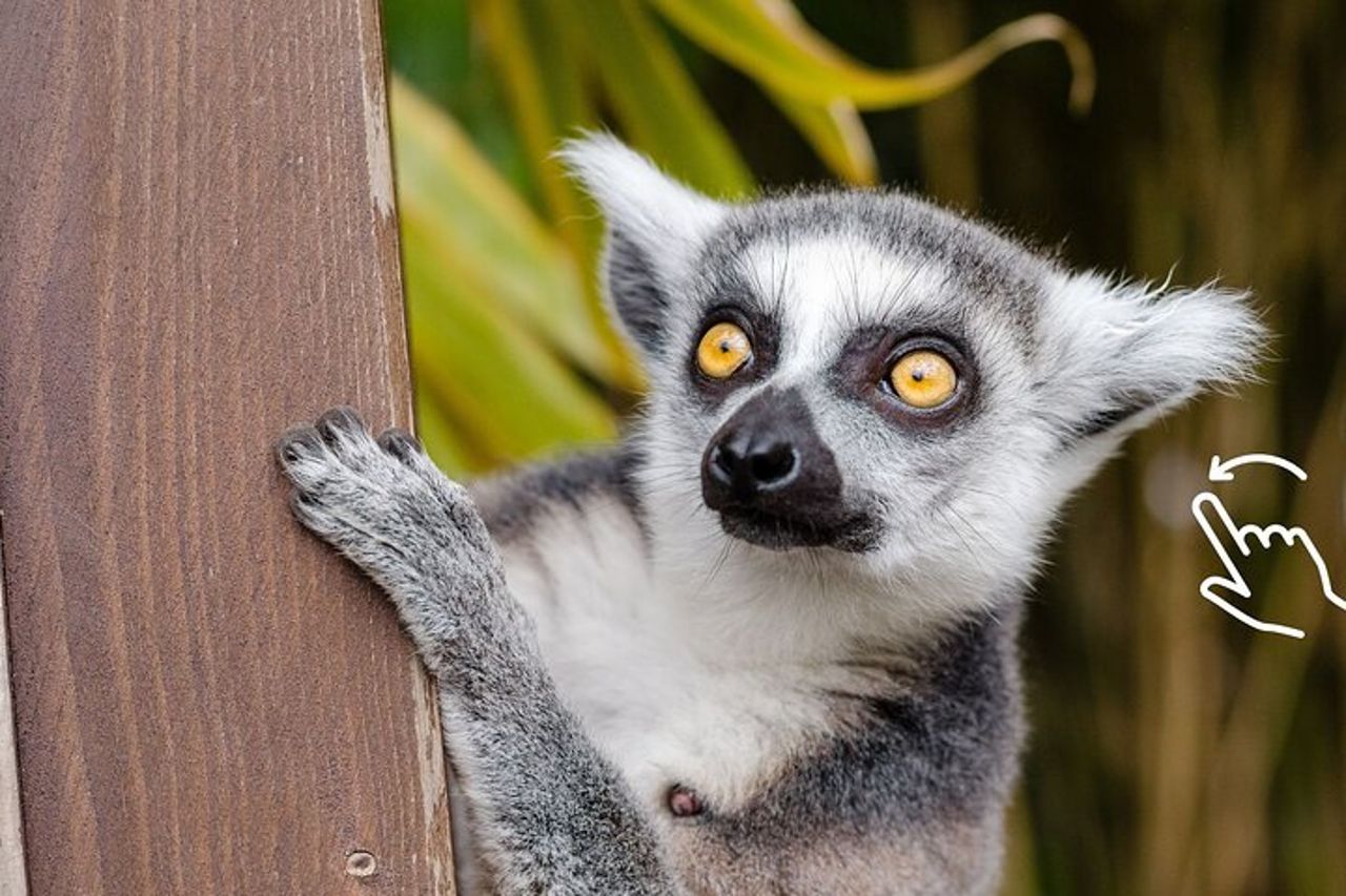 Cracovia: zoo con trasferimento in hotel — 8