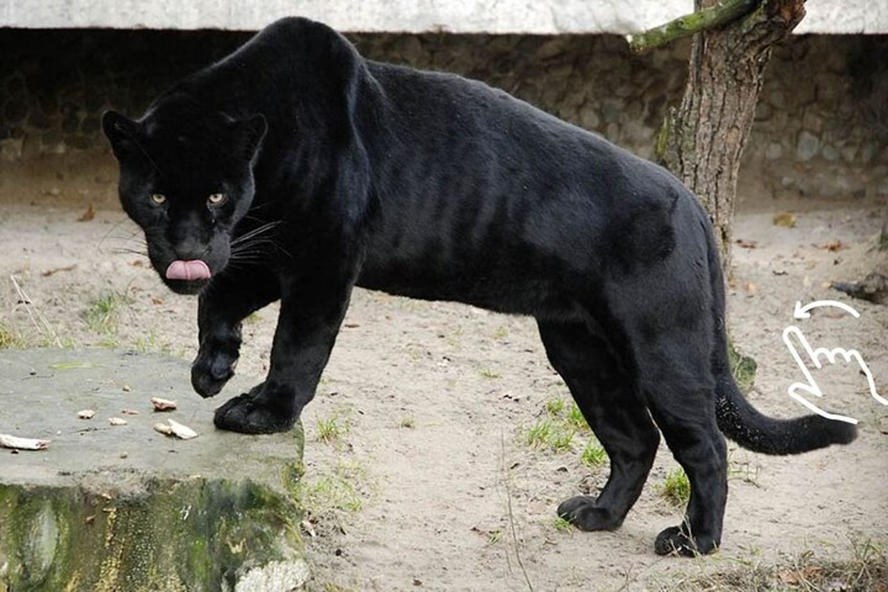 Cracovia: zoo con trasferimento in hotel — 2