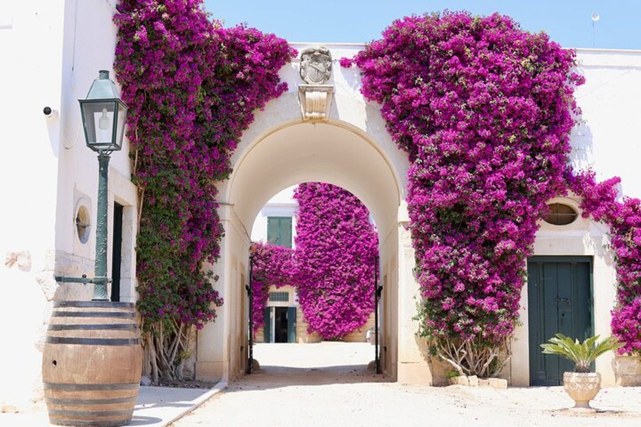 Trani : Degustazione di vini e pranzo leggero in vigna — 2