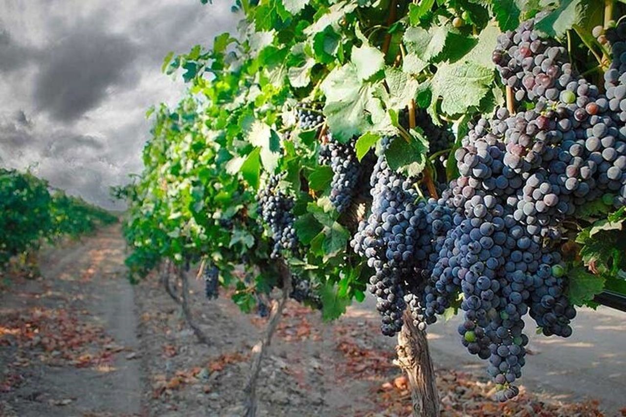 Trani : Degustazione di vini e pranzo leggero in vigna — 3