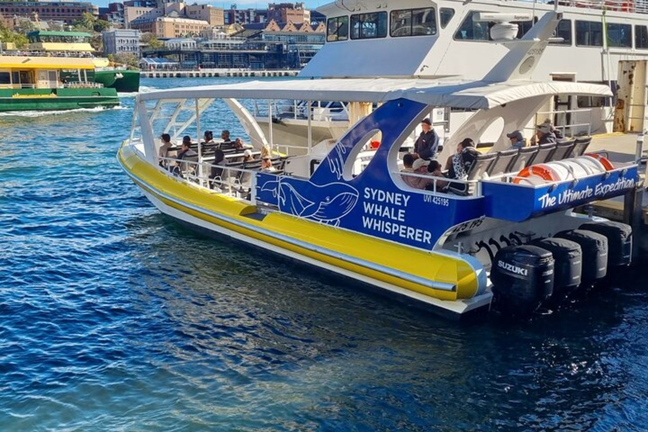 Osservazione delle balene a Sydney — 2
