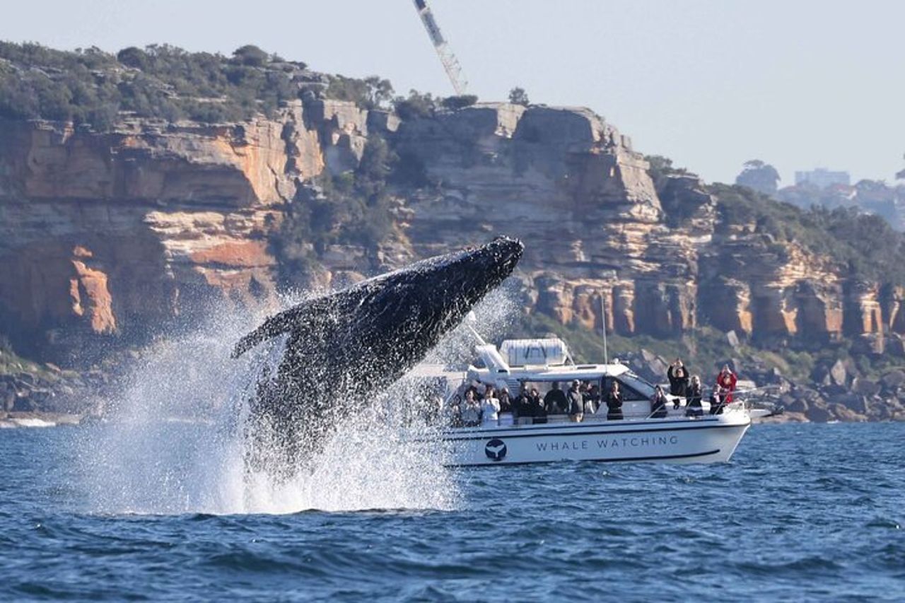 Gita in barca per l'osservazione delle balene a Sydney — 2