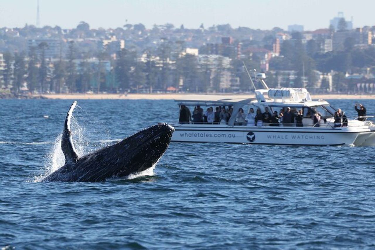 Gita in barca per l'osservazione delle balene a Sydney — 4