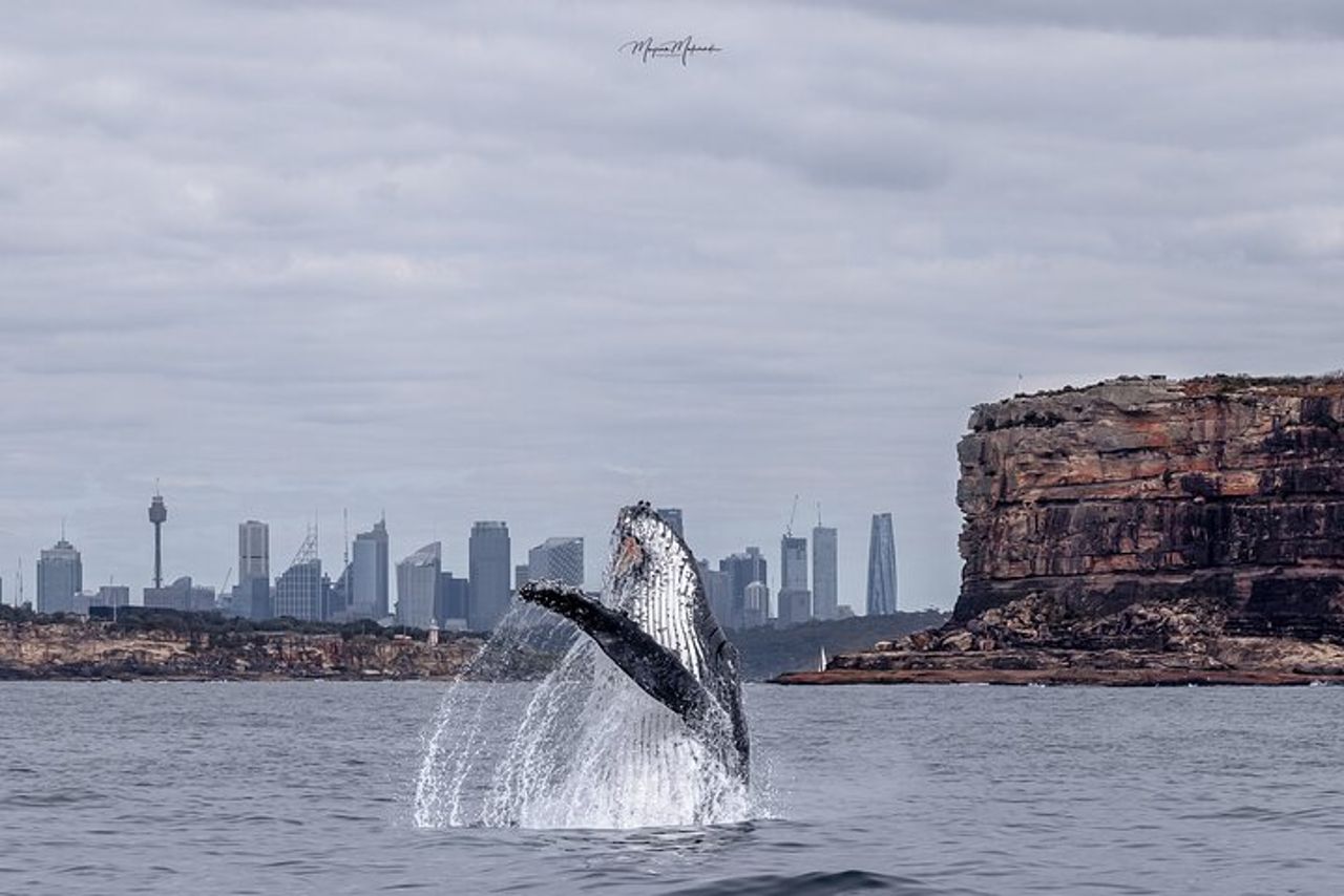 Gita in barca per l'osservazione delle balene a Sydney — 7