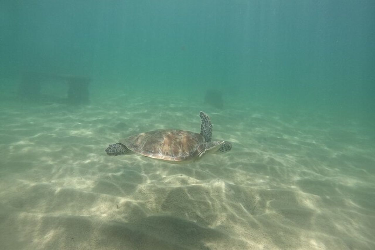 Avventura di snorkeling con avvistamento delle tartarughe di San Juan con video — 2
