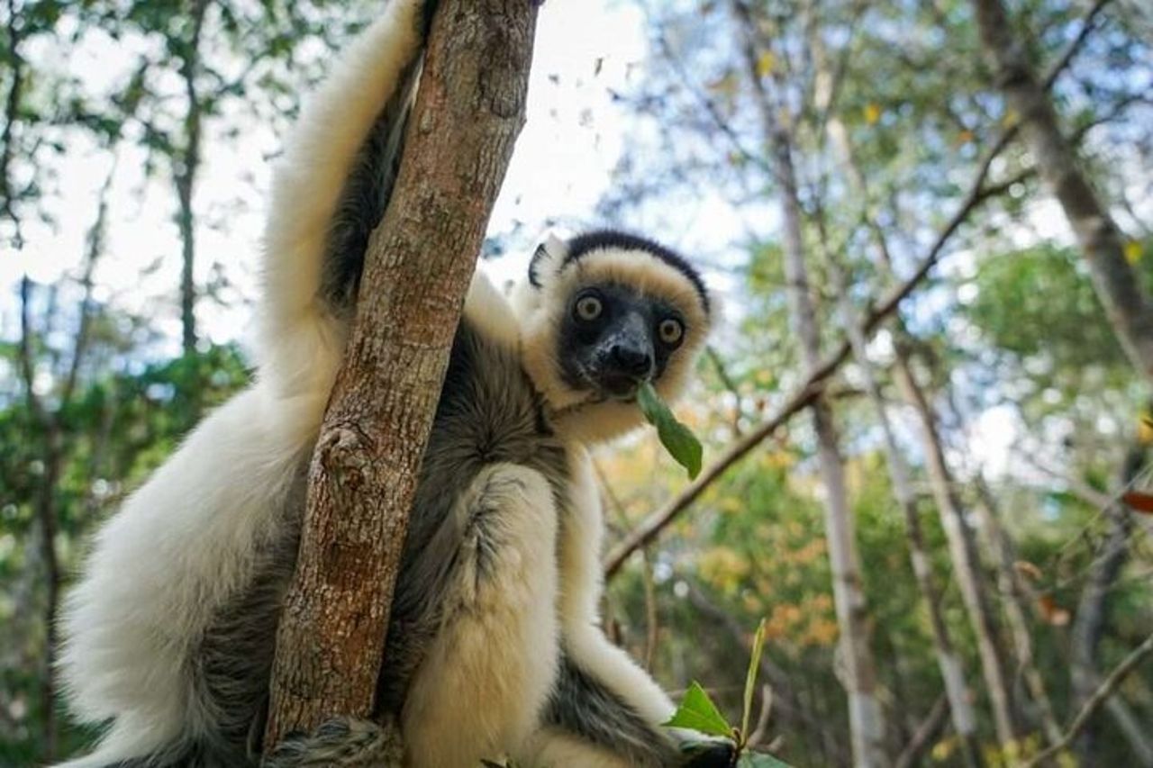 Tour fotografico privato di 15 giorni in Madagascar — 2