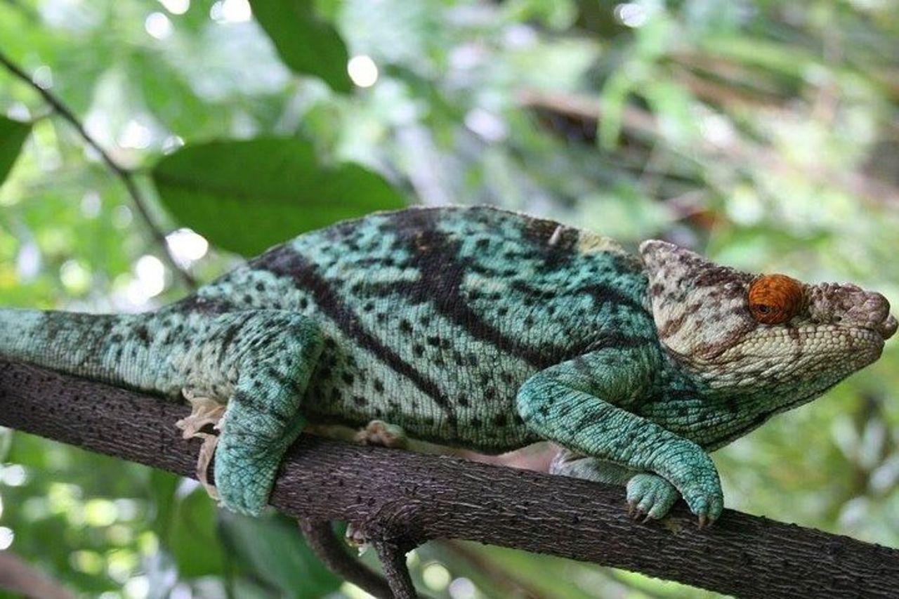 Tour fotografico privato di 15 giorni in Madagascar — 5