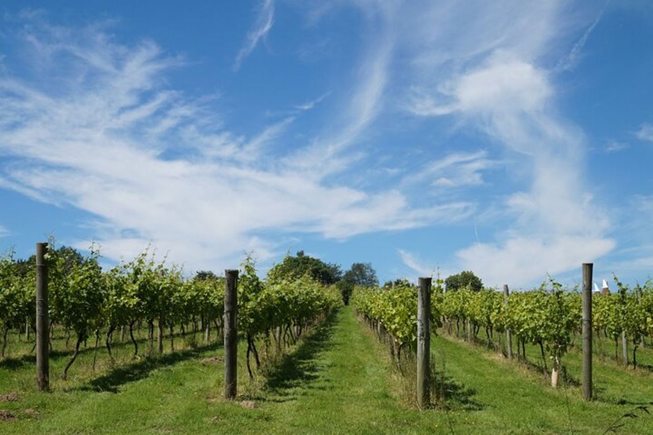 Cilento Wine: Tour & Degustazione Esperienza — 9
