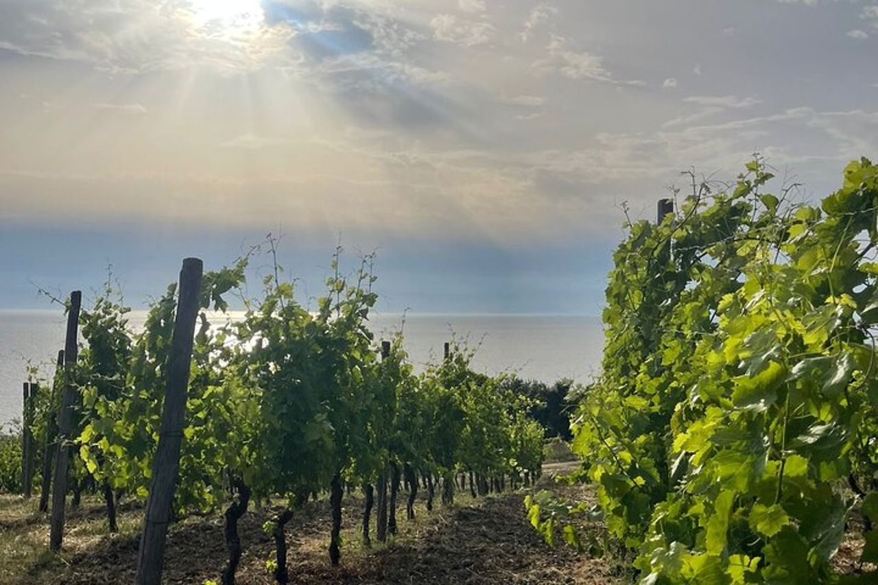 Cilento Wine: Tour & Degustazione Esperienza — 2