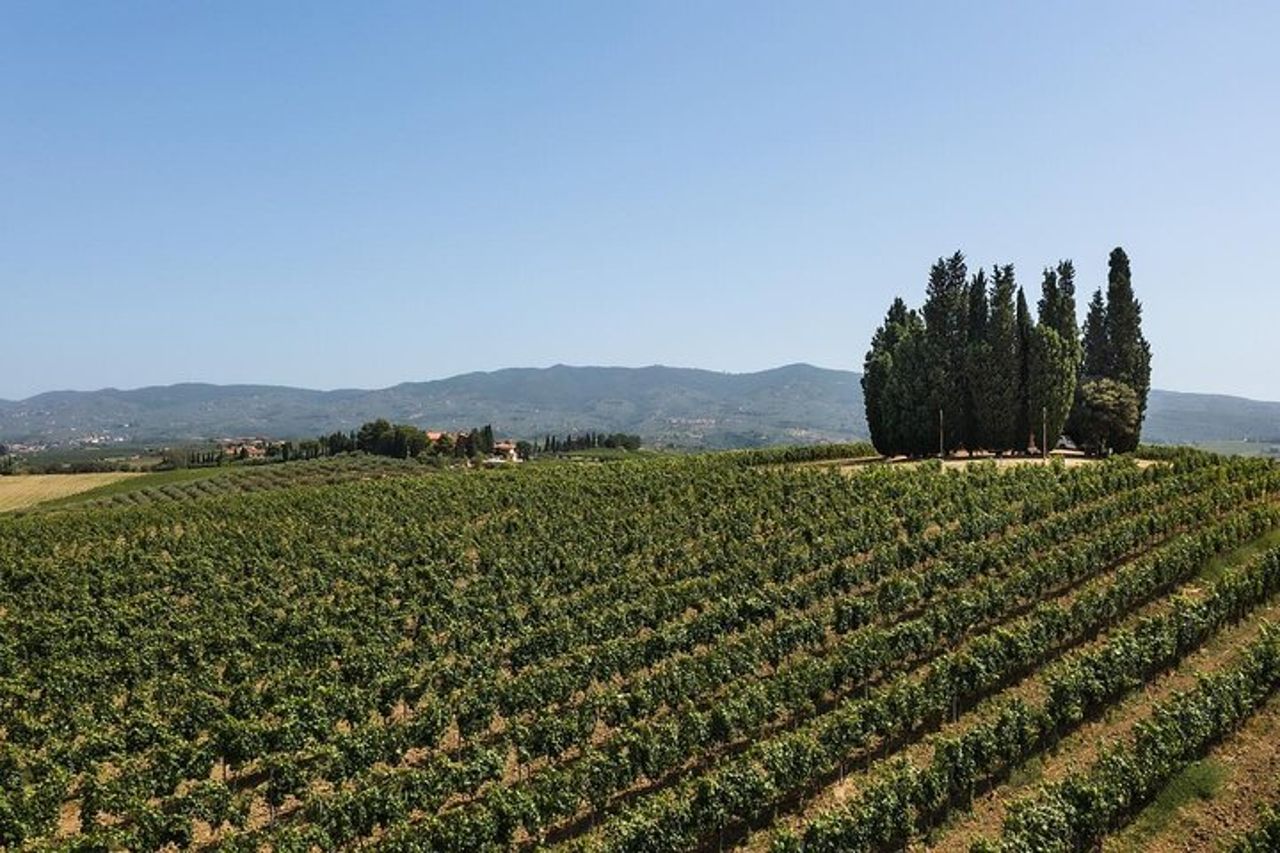 Wine experience tra le colline Toscane con degustazione a Vinci — 7