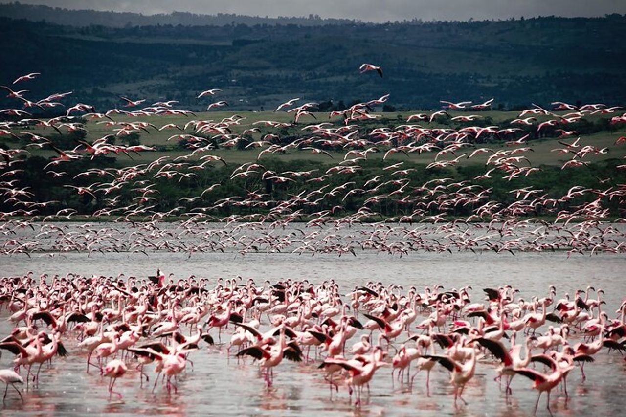 Tour di osservazione degli uccelli di un'intera giornata al Parco Nazionale del Lago Nakuru — 5