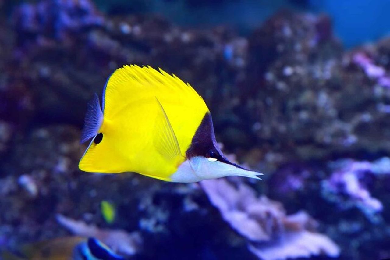Isola di Pasqua Snorkeling sulle barriere coralline — 4