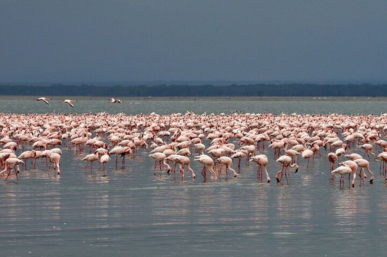 Tour di osservazione degli uccelli di un'intera giornata al Parco Nazionale del Lago Nakuru — 7