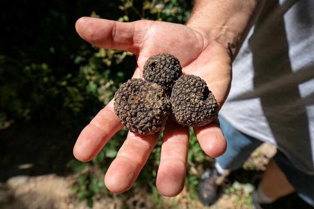 Esperienza di Caccia al Tartufo in Assisi — 3