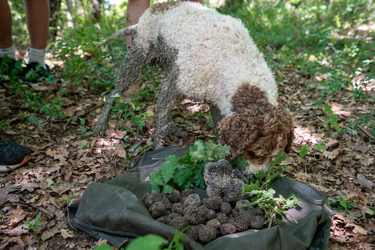 Esperienza di Caccia al Tartufo in Assisi — 5