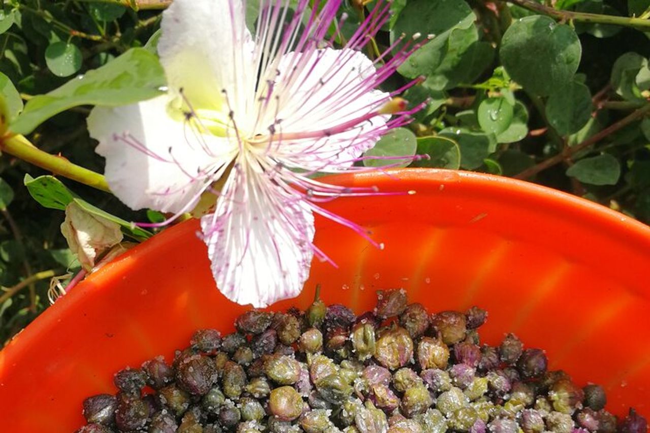 Cappero di Salina: Un'Esperienza di Degustazione Unica — 7