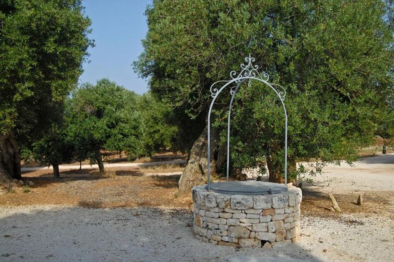 Ostuni: Degustazione di Olio Extra Vergine di Oliva in Masseria — 4