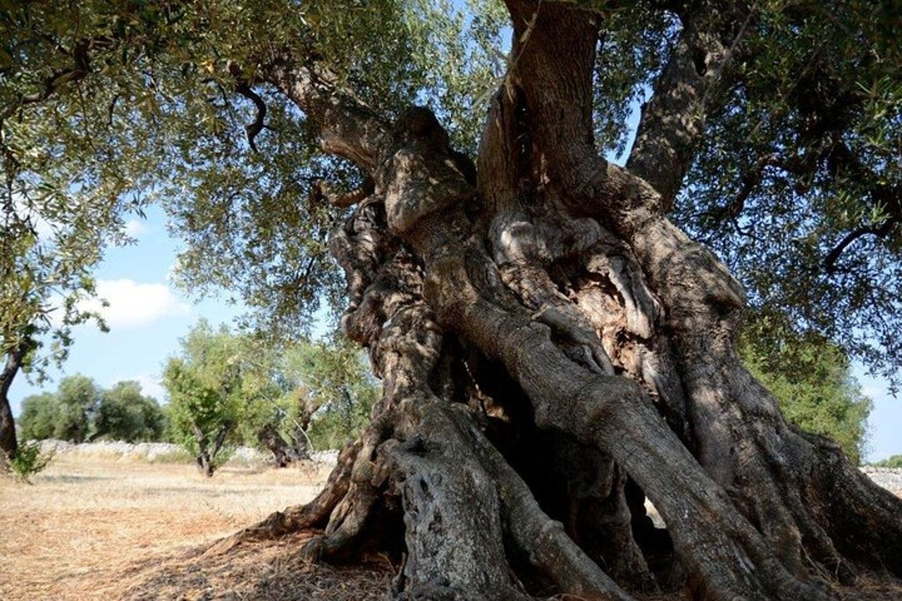 Ostuni: Degustazione di Olio Extra Vergine di Oliva in Masseria — 6