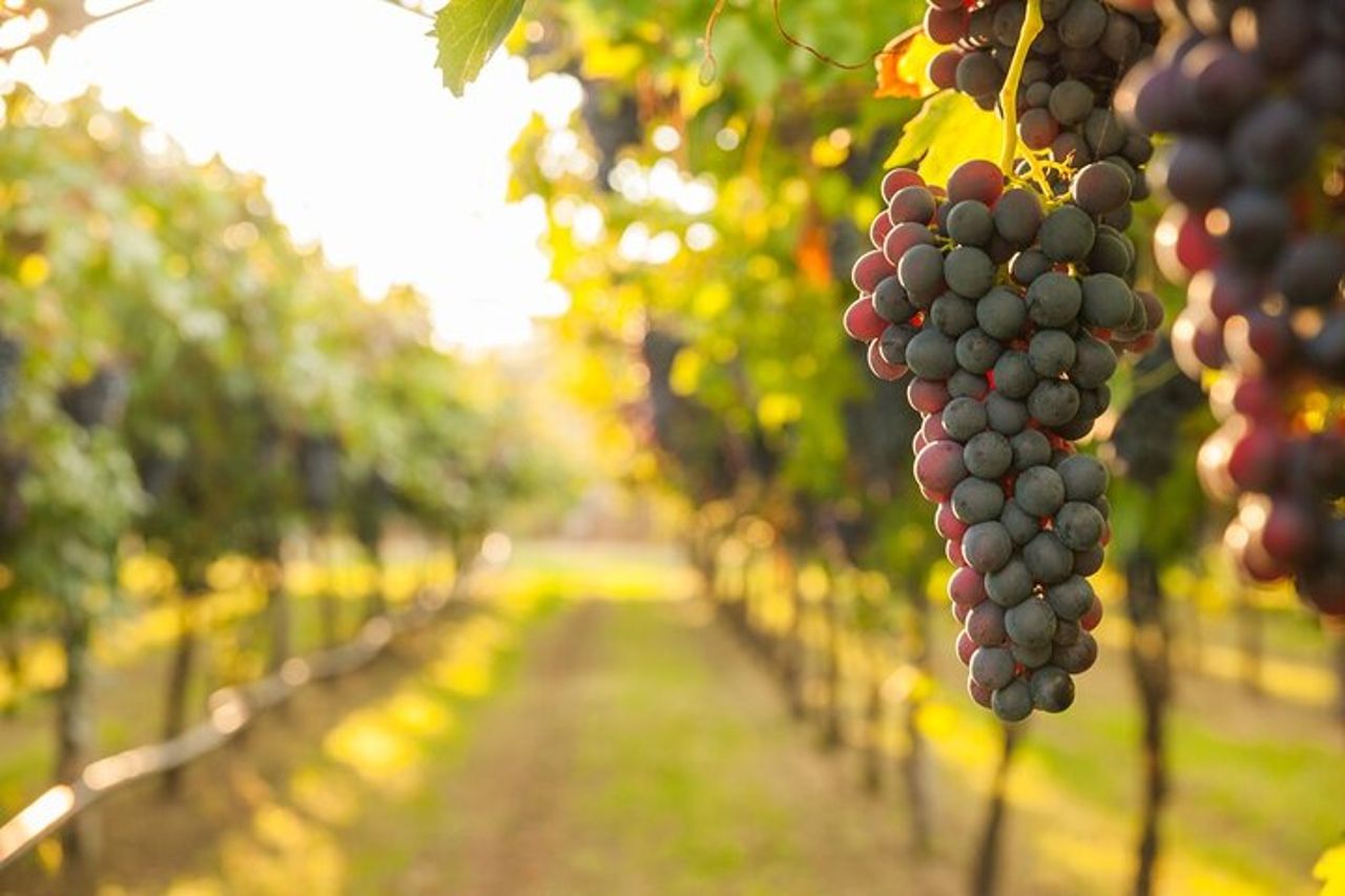 Delizie della Tuscia: escursione a Pitigliano ed esperienza di degustazione di vini