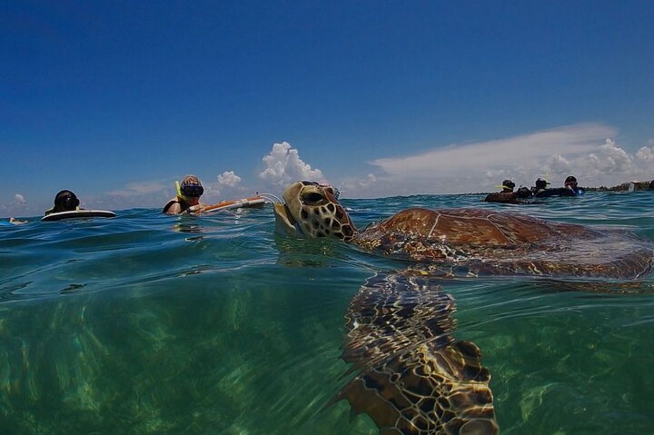 Escursione privata di snorkeling ad Akumal con foto.