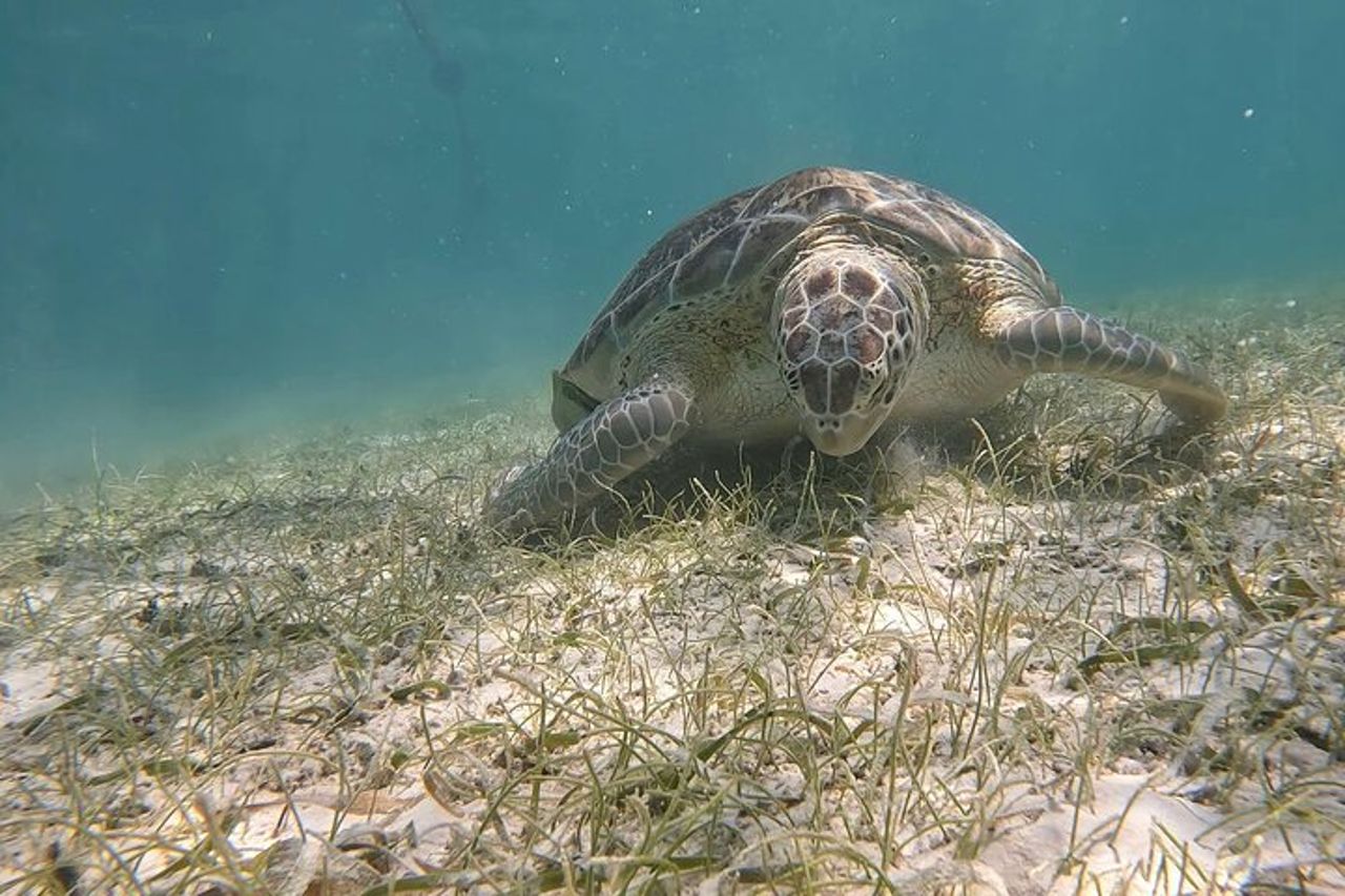 Escursione privata di snorkeling ad Akumal con foto. — 4