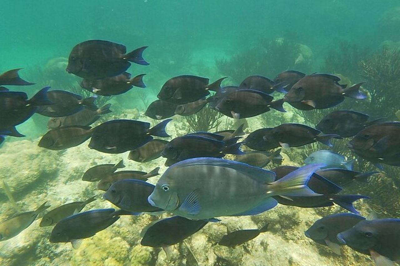 Escursione privata di snorkeling ad Akumal con foto. — 6